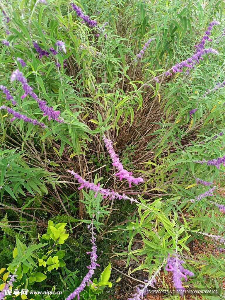 紫色花卉植物特写