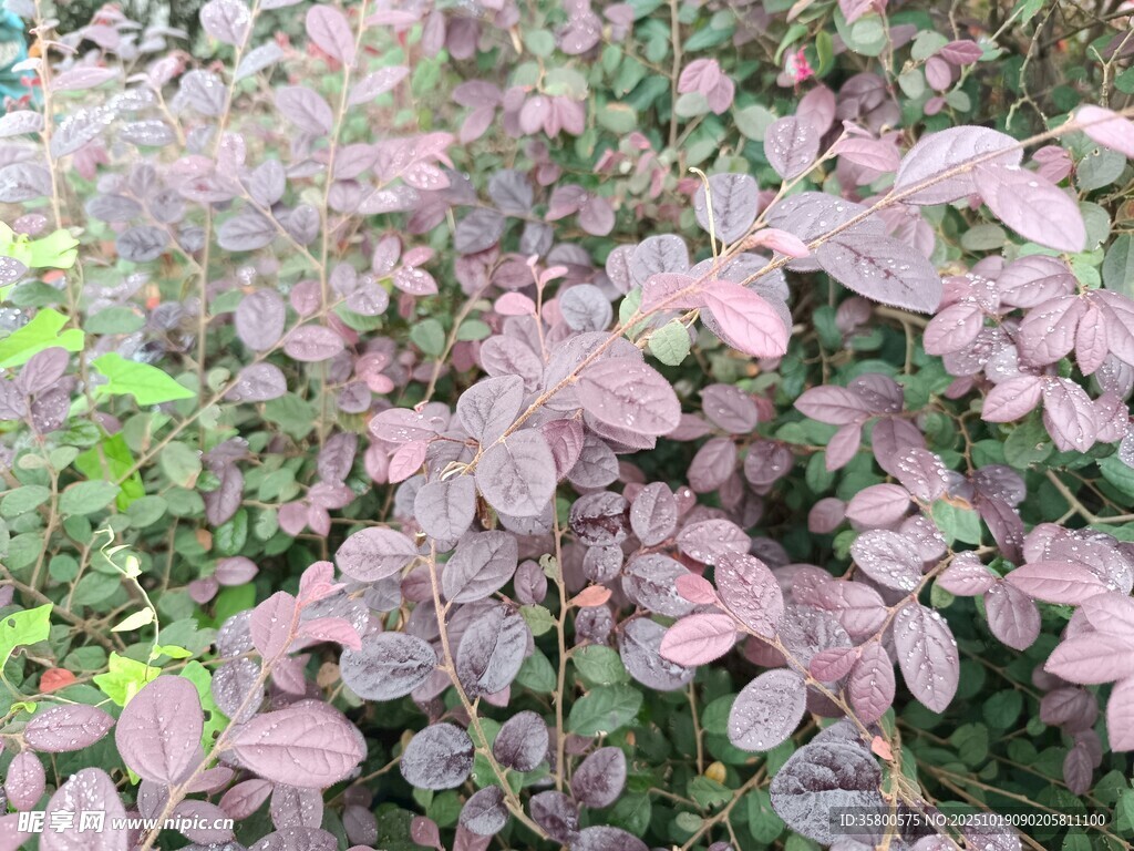 粉紫色叶片植物特写