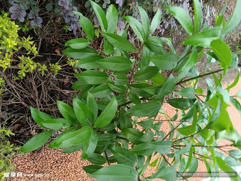 绿叶繁茂的植物