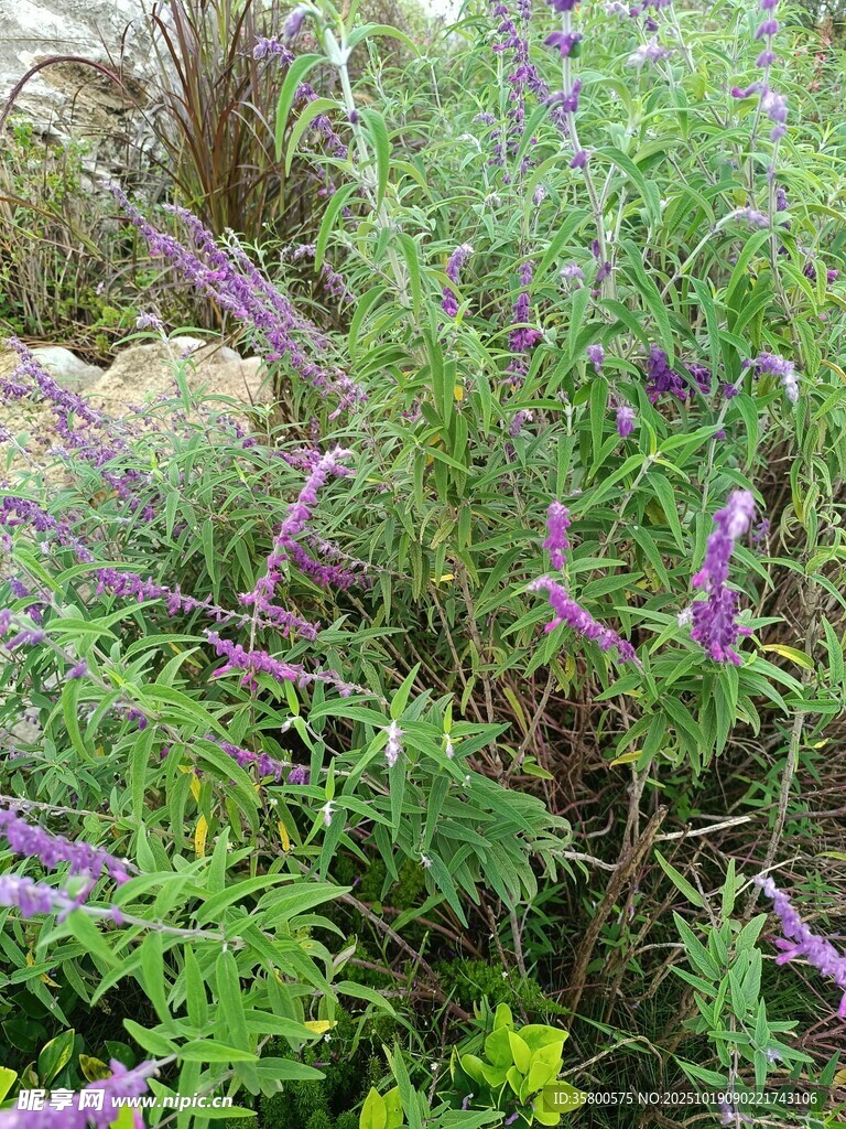 紫色花卉植物特写