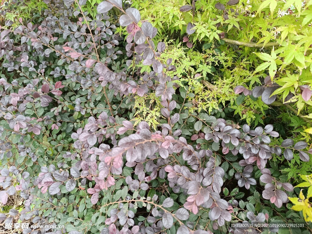紫色植物与绿叶相映成趣