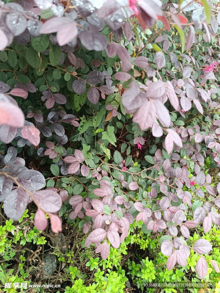 多彩植物景观
