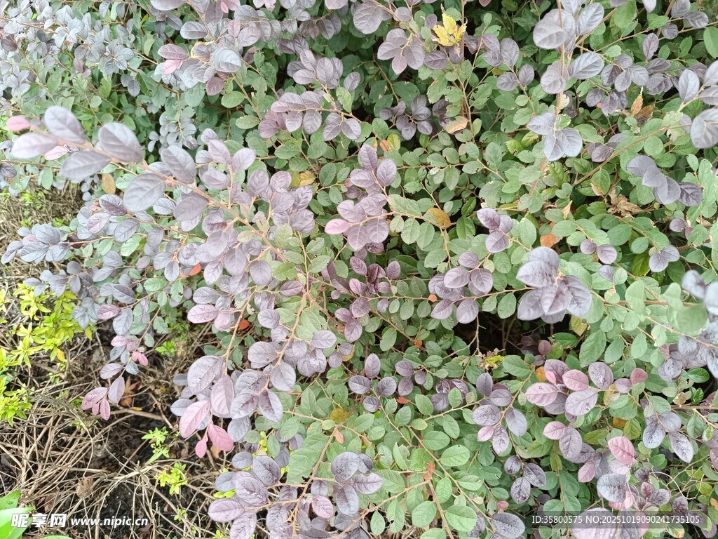紫色植物特写