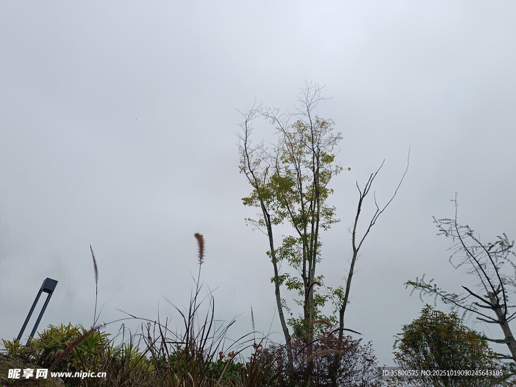 野外枯树杂草景象