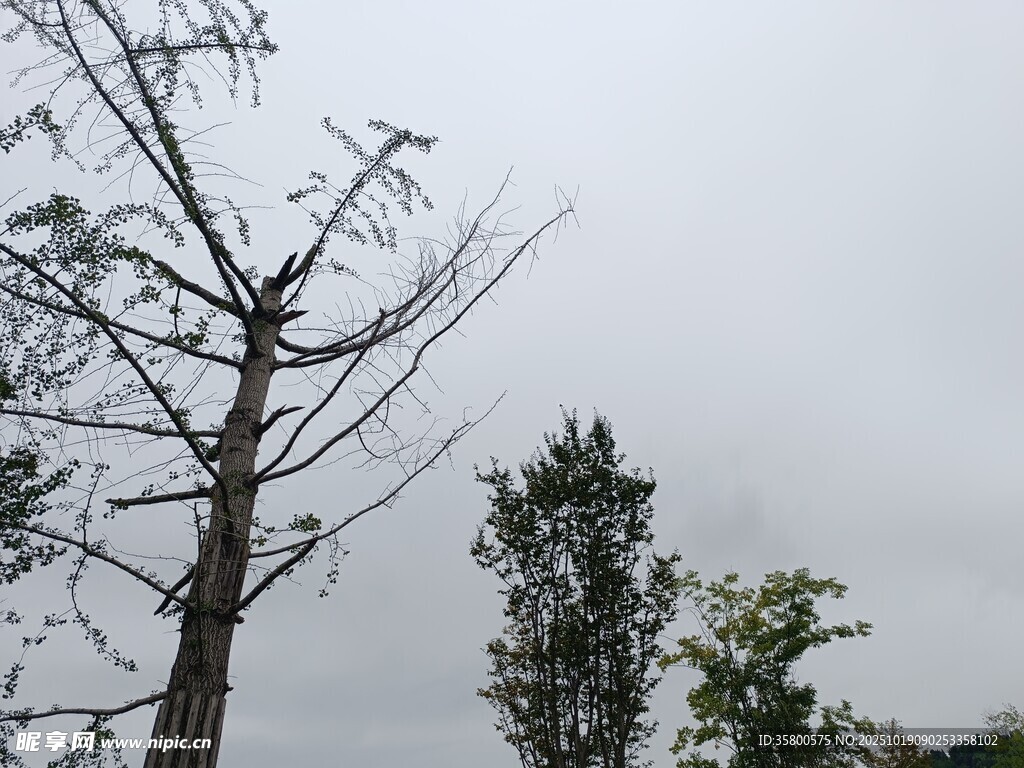 枯树与绿树的对比景象