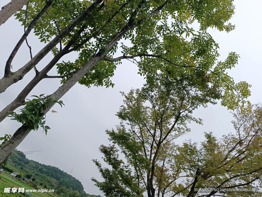 夏日林间树木景致
