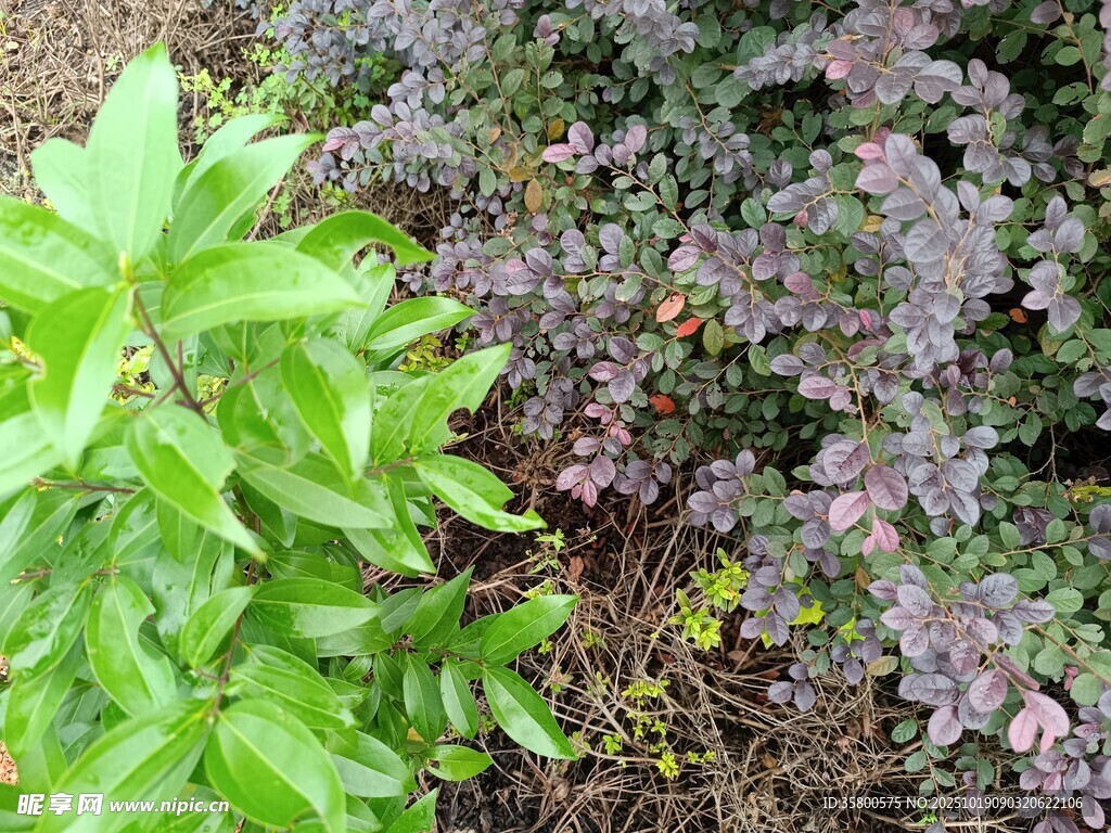绿叶与紫叶植物同框