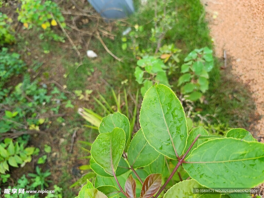 绿叶植物特写