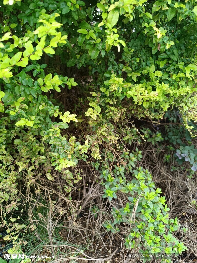 繁茂绿植景观