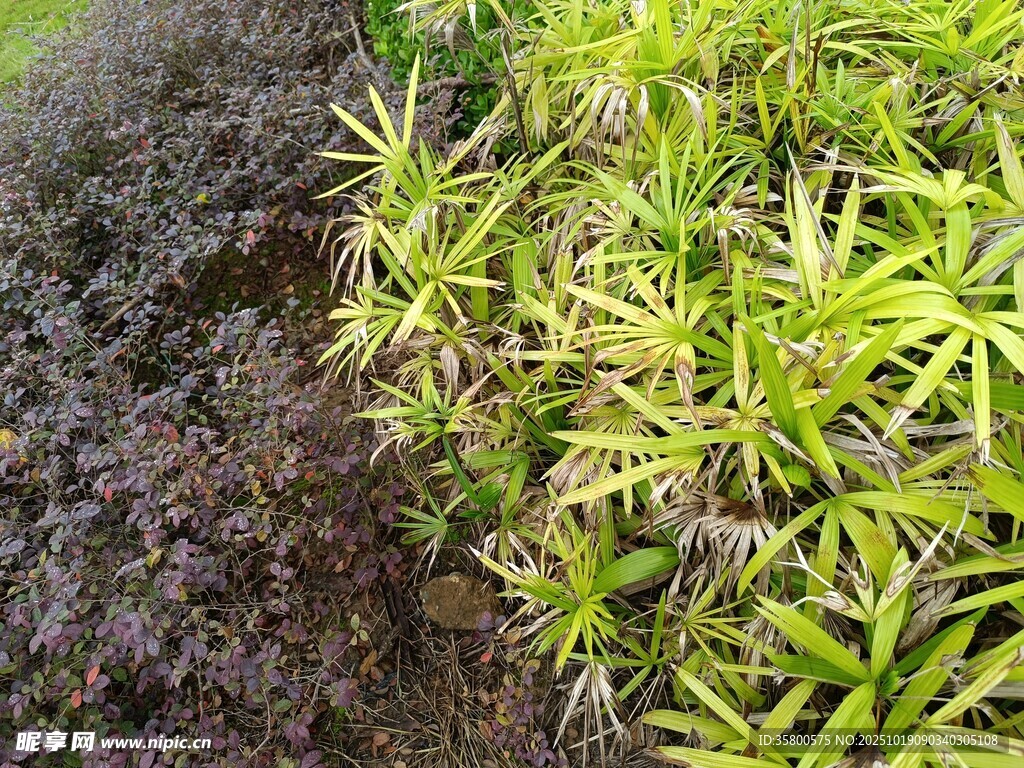 翠绿植物与深色岩石景观