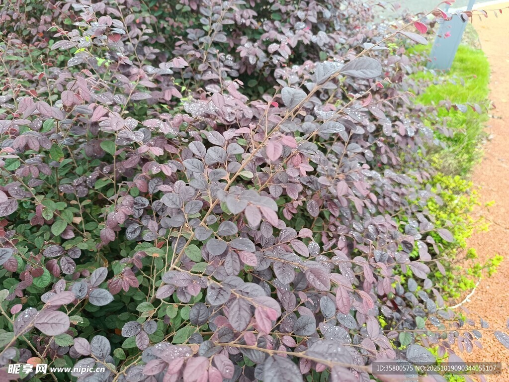 紫叶植物特写