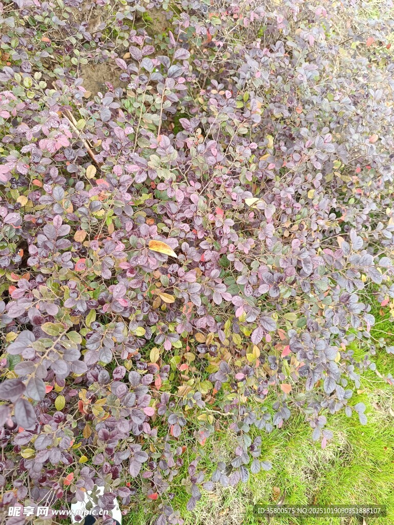 紫色花丛中的绿意点缀