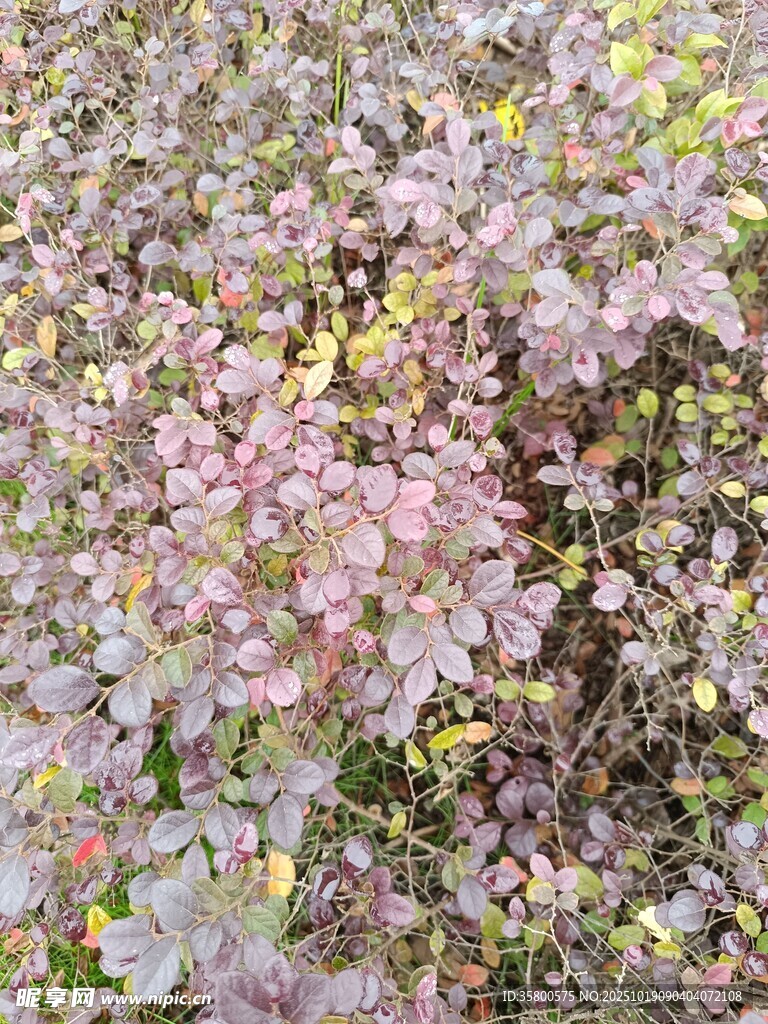 粉色花卉植物特写
