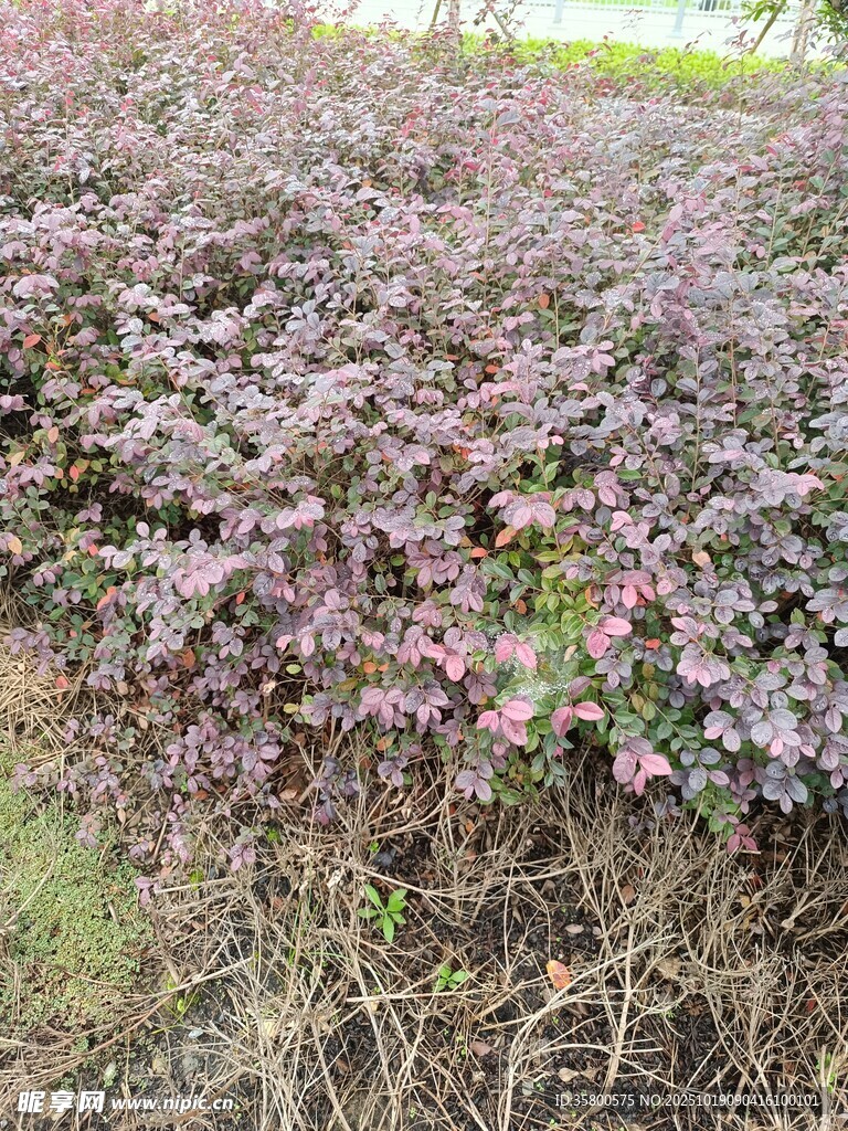 紫叶小檗灌木丛景观