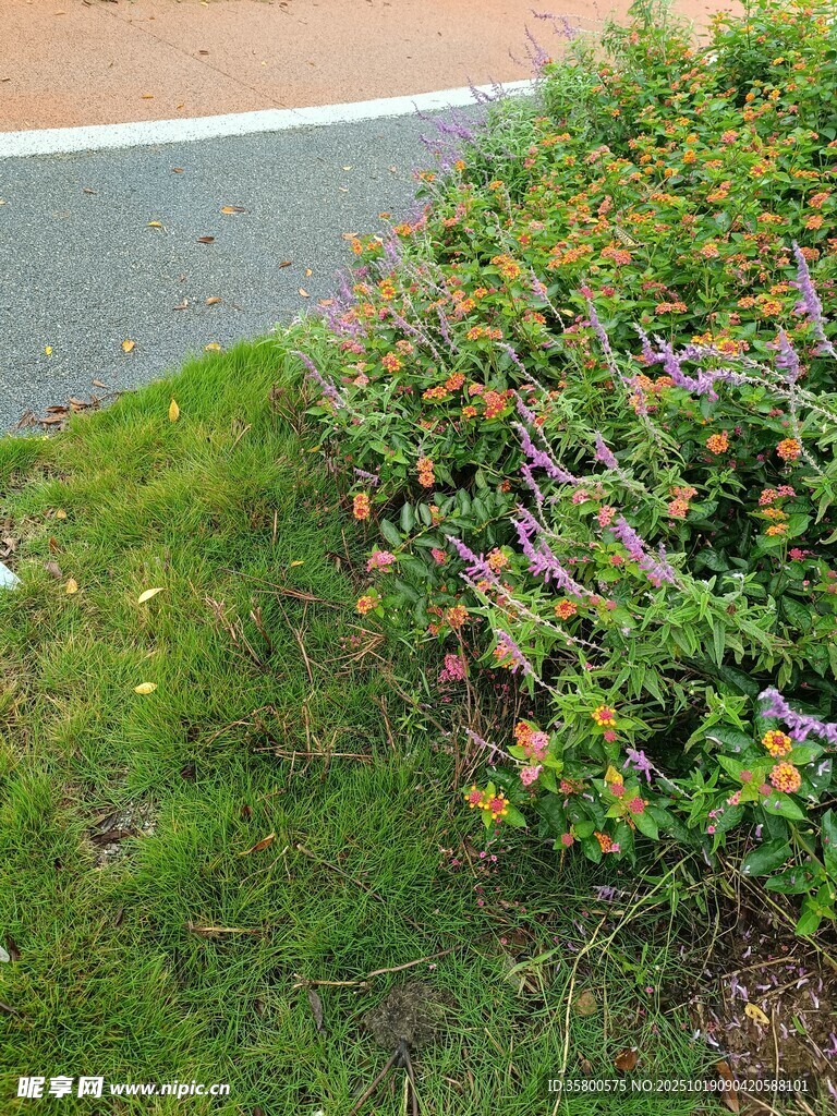 路边多彩花卉绽放