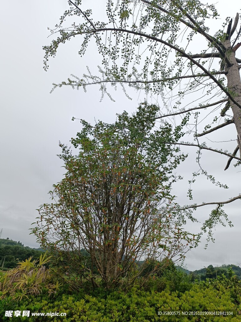 野外枯荣并存的树木景观