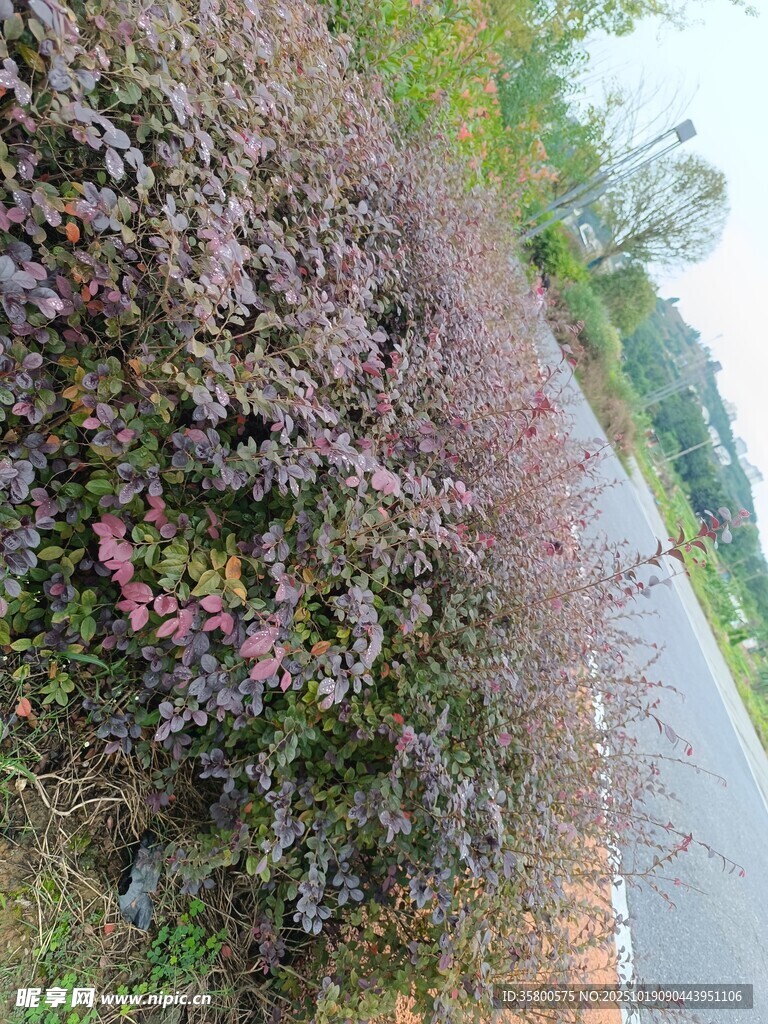 路边多彩灌木丛景观