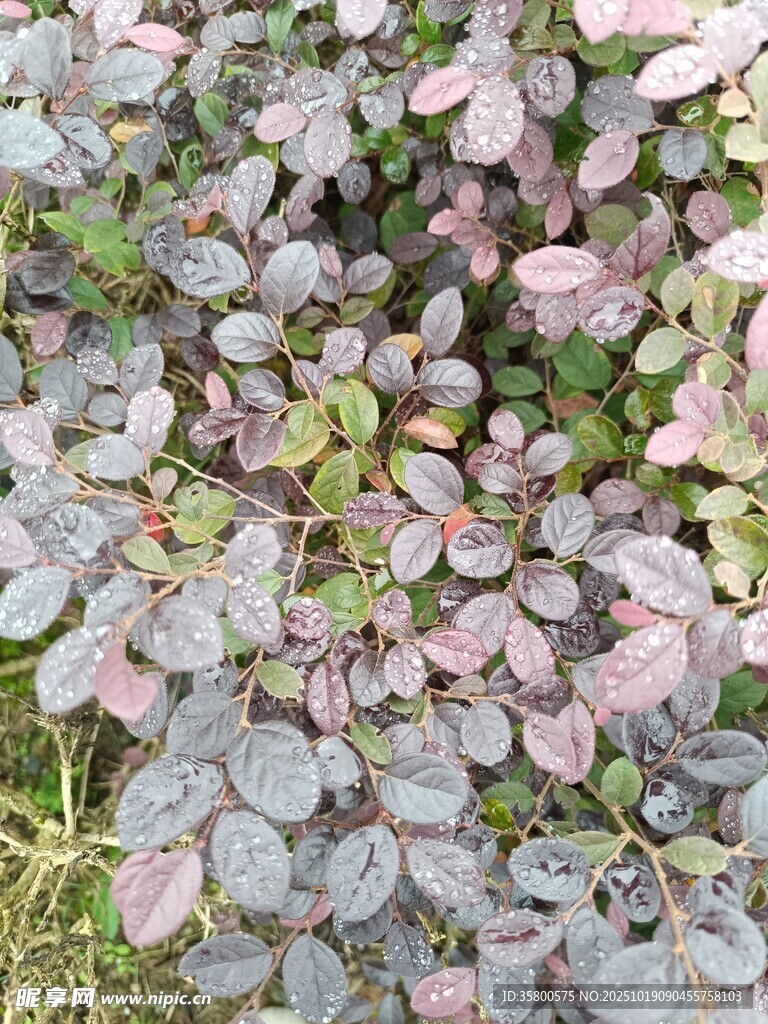 紫叶植物特写