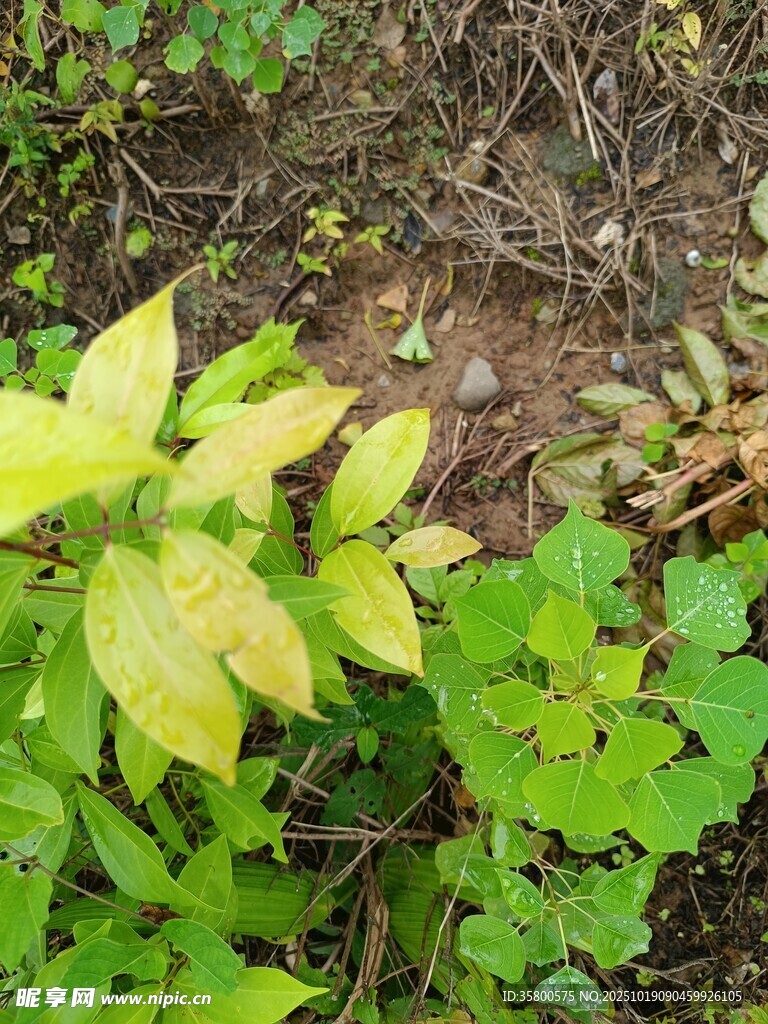 野外嫩绿植物与土壤景象