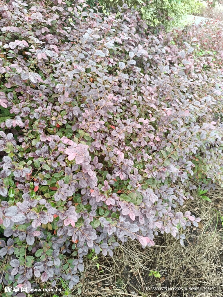 紫色花卉植物特写