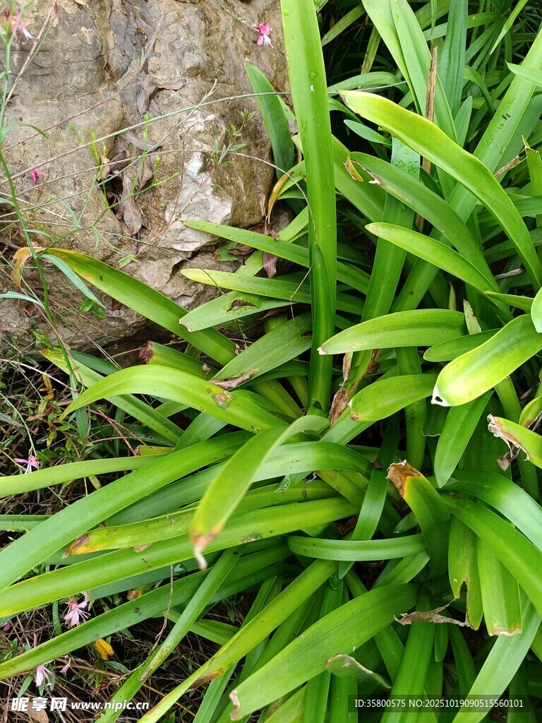 翠绿狭长叶片的丛生植物