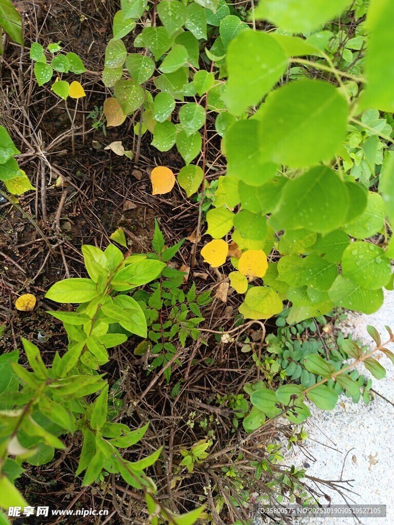 草丛中的黄色小花