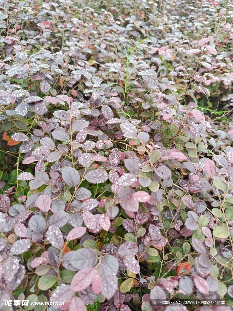 地面上的多彩叶片植物
