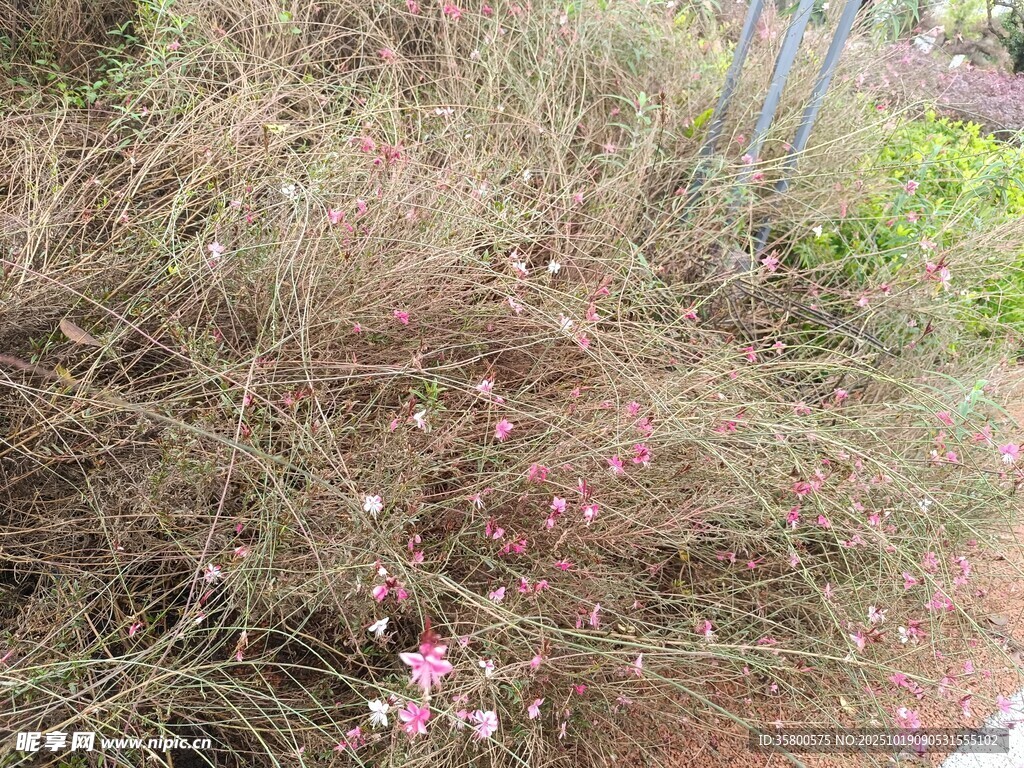 粉色小花点缀的繁茂植物