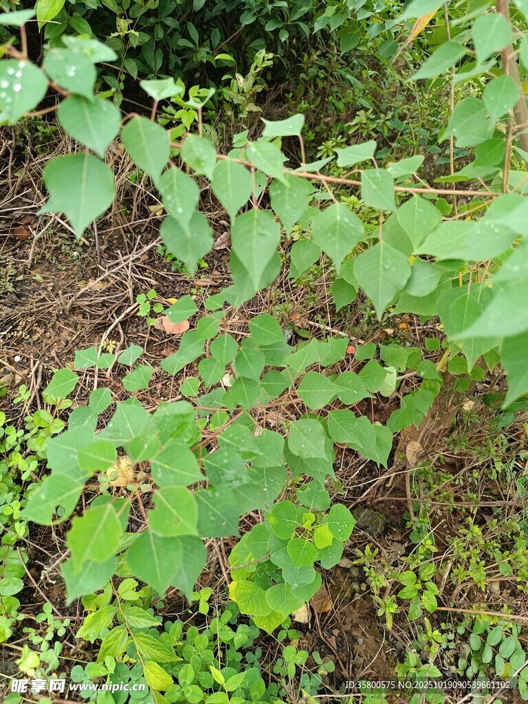 地面繁茂绿植景象