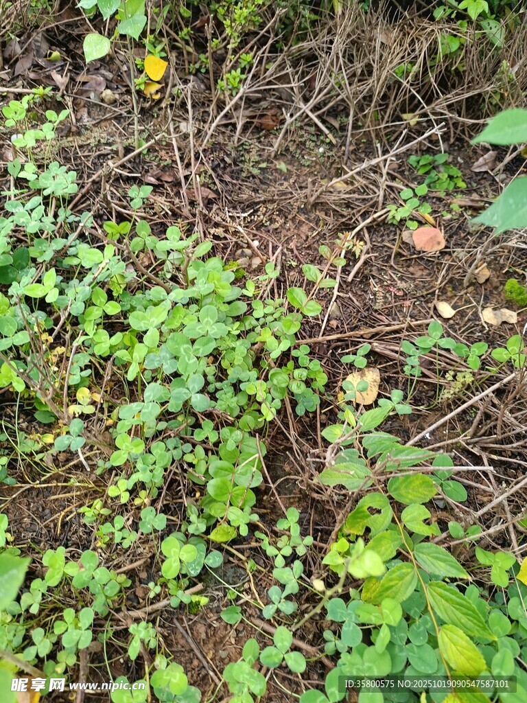 地面绿植杂草景象