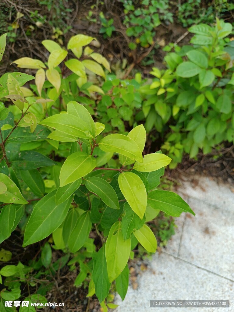 路边嫩绿植物生机勃勃