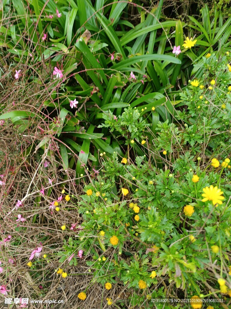 野外多彩花草景观