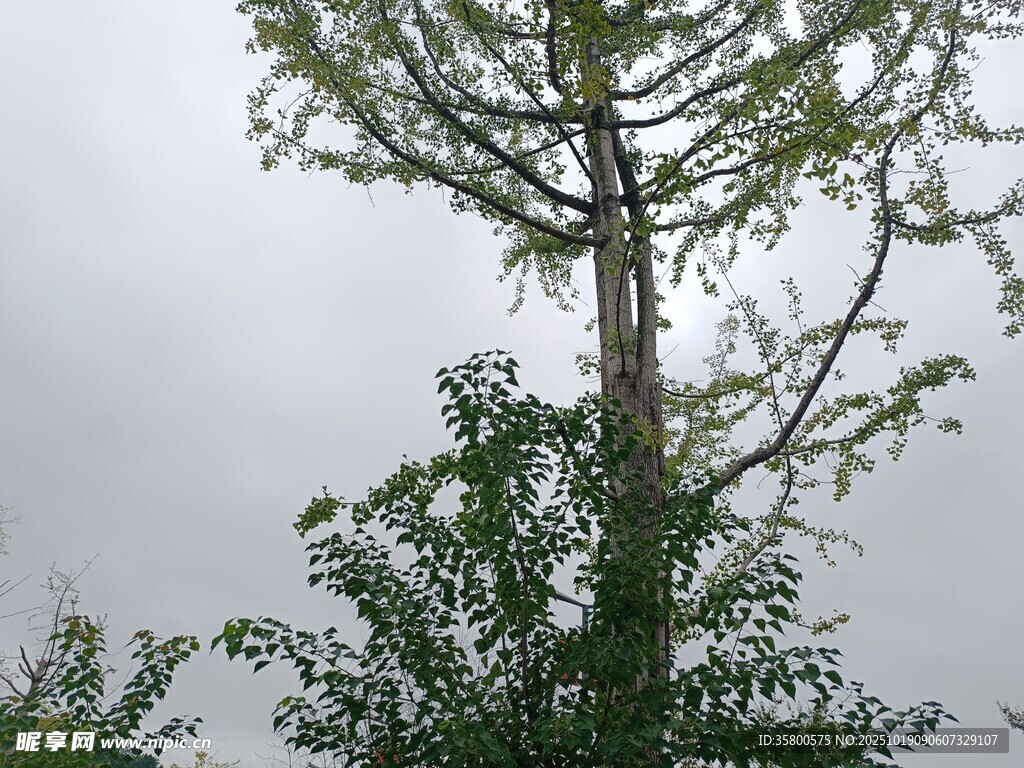 雨中挺立的树木