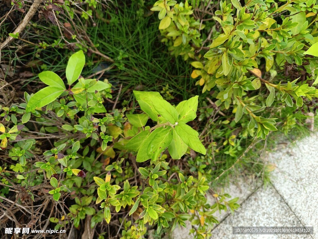 墙边嫩绿植物生机盎然
