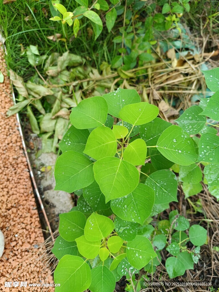绿叶植物生机盎然