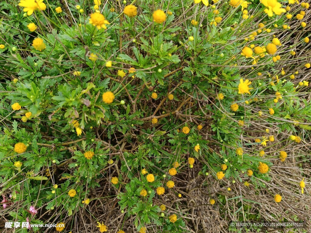盛开的黄色小花植物