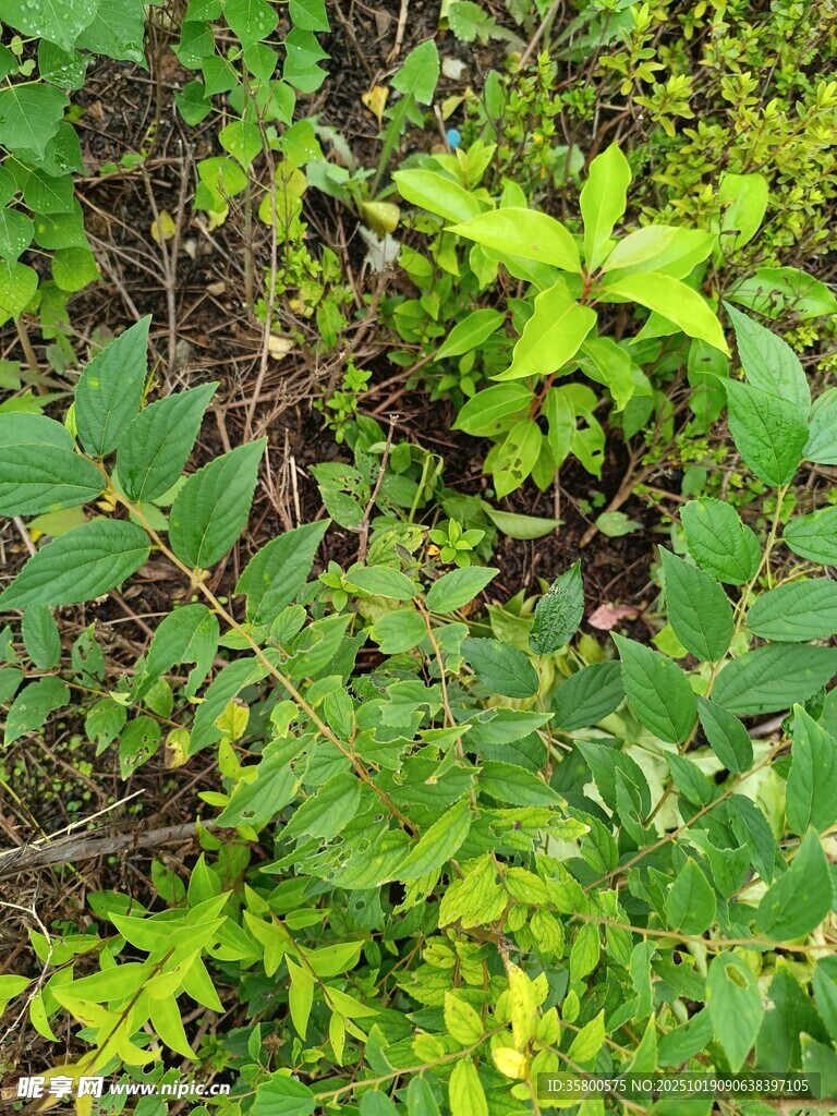 野外绿色植物丛