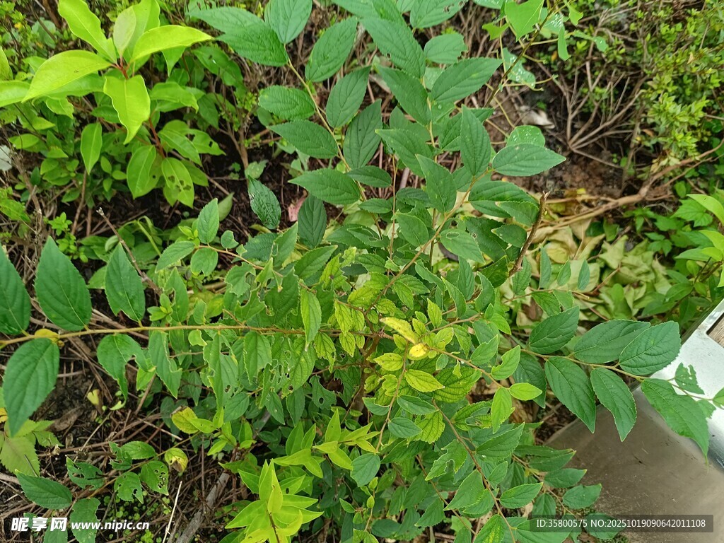野外绿色植物特写