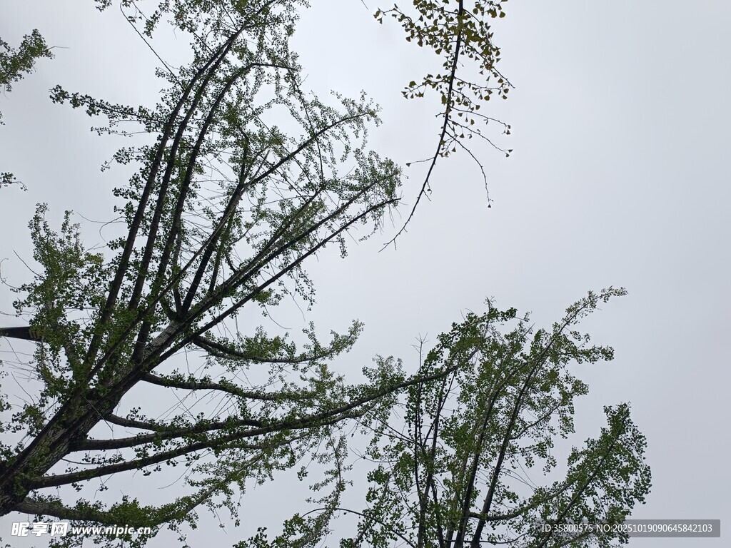 仰视枝头绿意