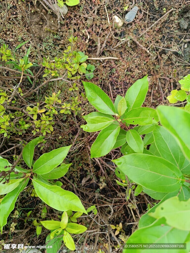 林间嫩绿植物生机盎然