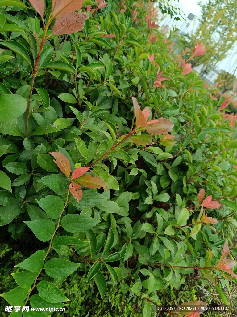 绿叶红梢的繁茂植物景观