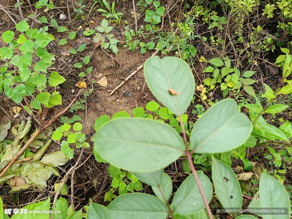 野外绿植特写