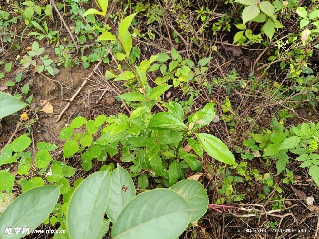 野外繁茂的绿色植物景象