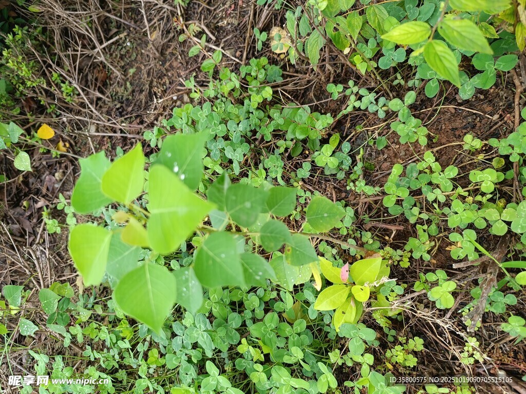 绿叶藤蔓植物自然景象