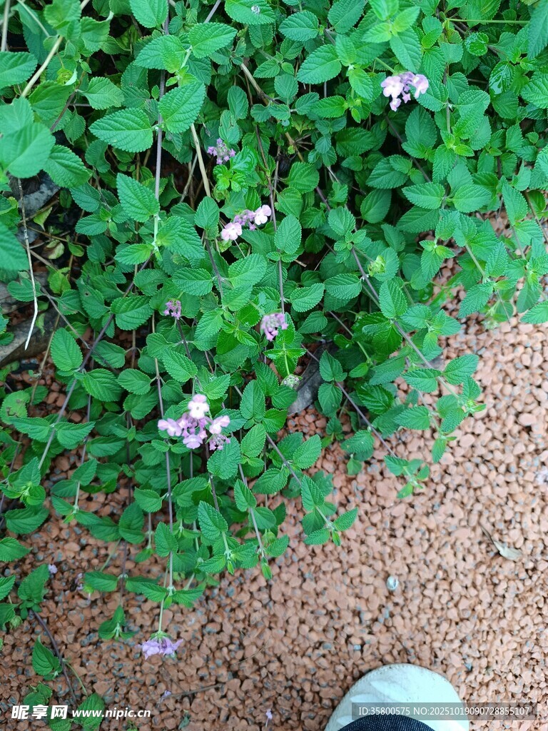 脚边绽放的粉色小花