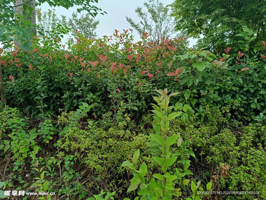 繁茂绿植景观