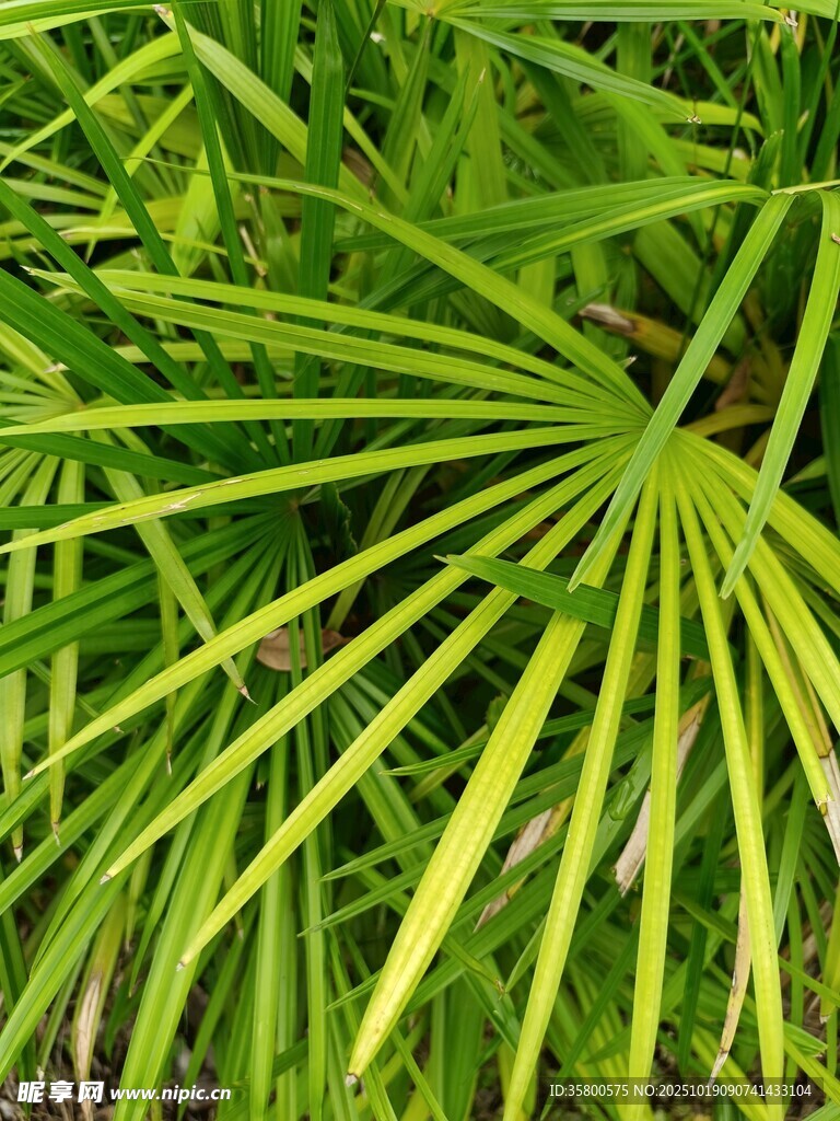 翠绿扇形叶片植物特写