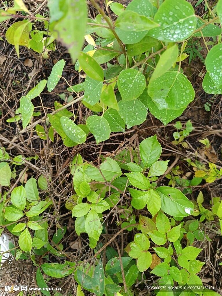 地面上的嫩绿植物