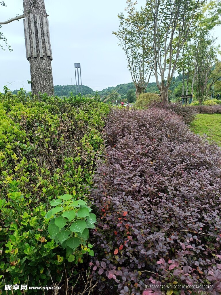 多彩植物装点的园林景观
