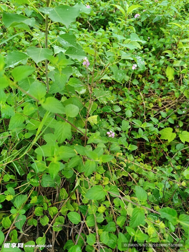 繁茂绿植景观